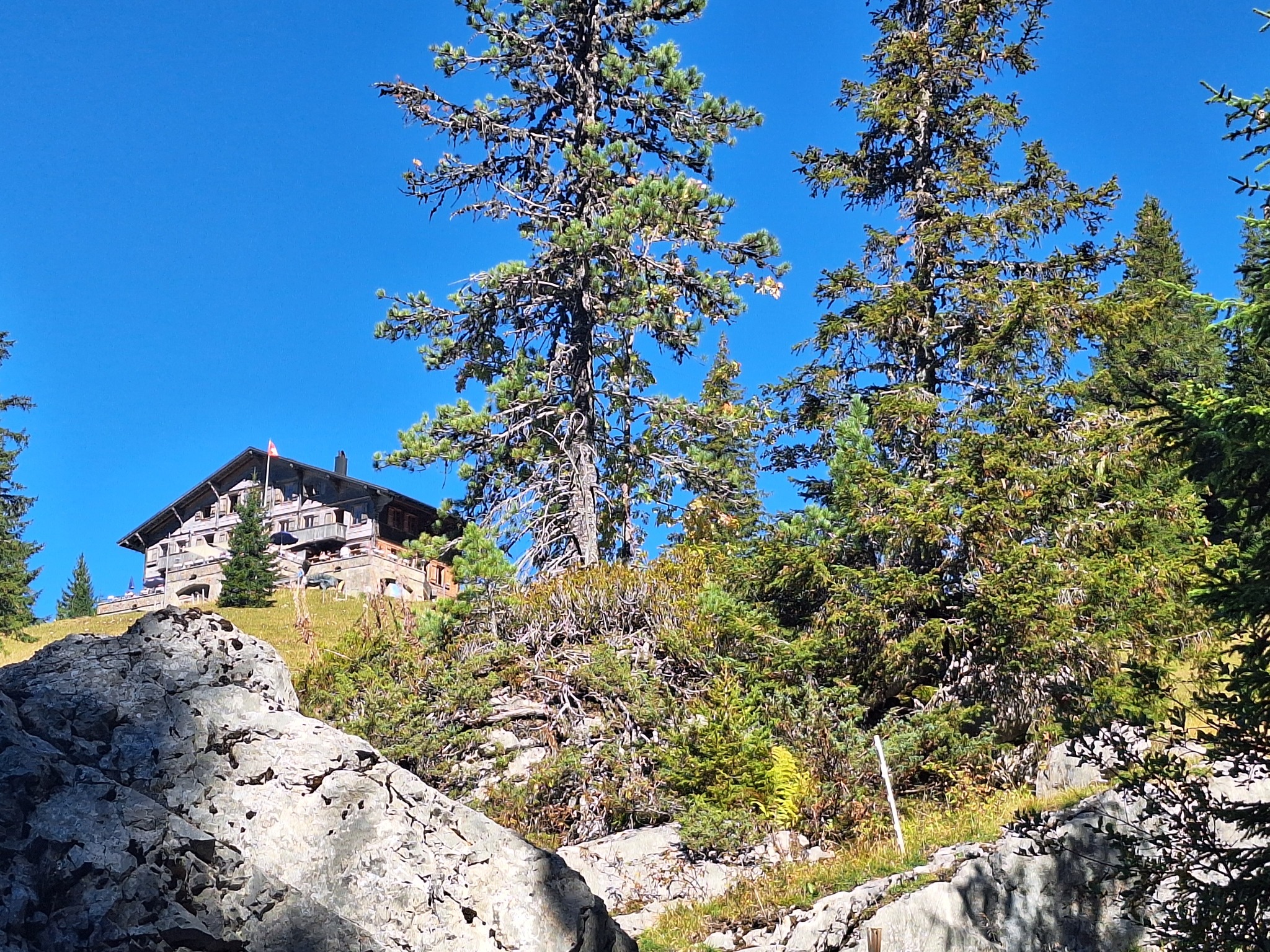 Refuge de montagne en bois près des sapins